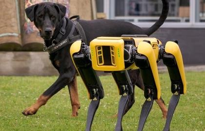 Robot Dogs: From Research Labs to Real Work