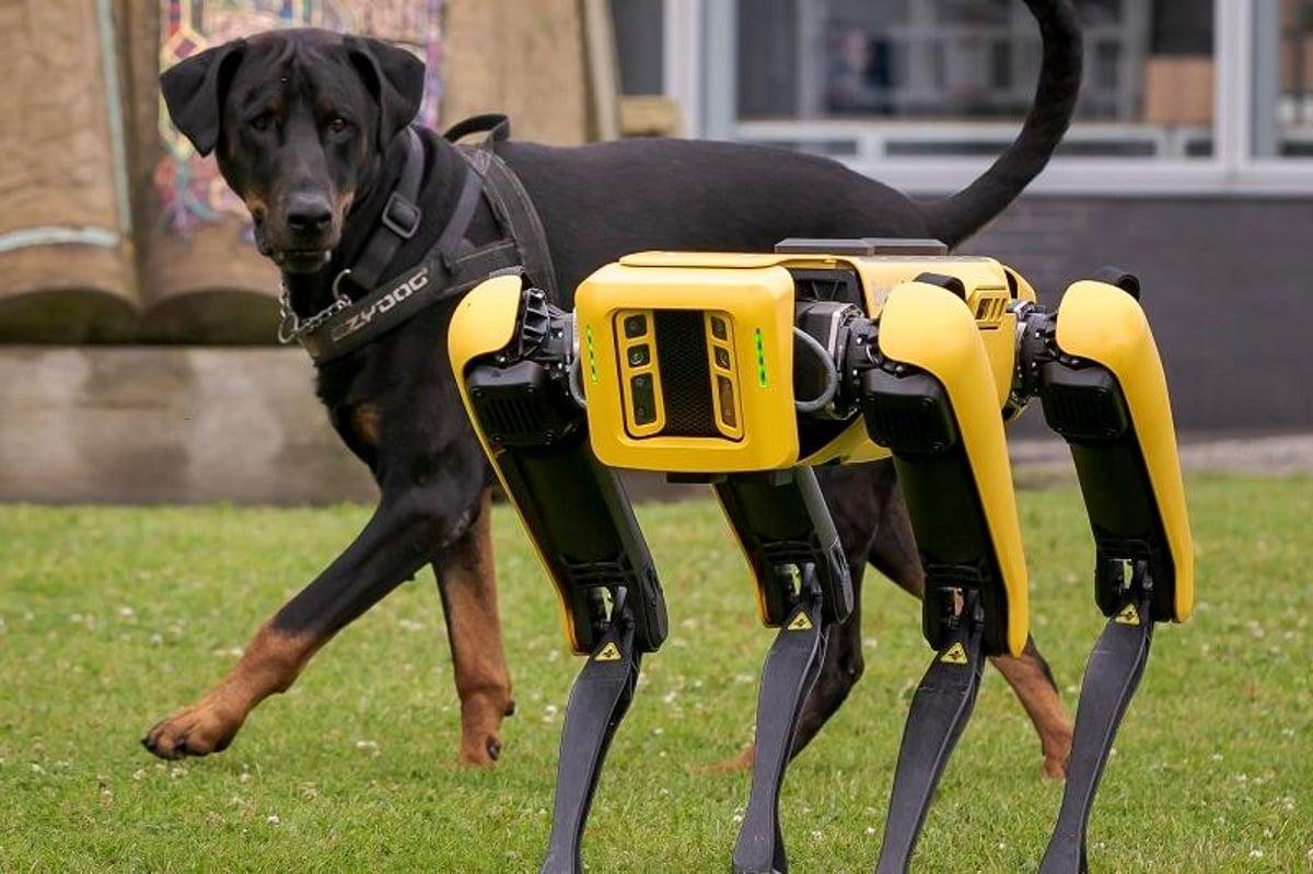 Robot Dogs: From Research Labs to Real Work - Robots Shop